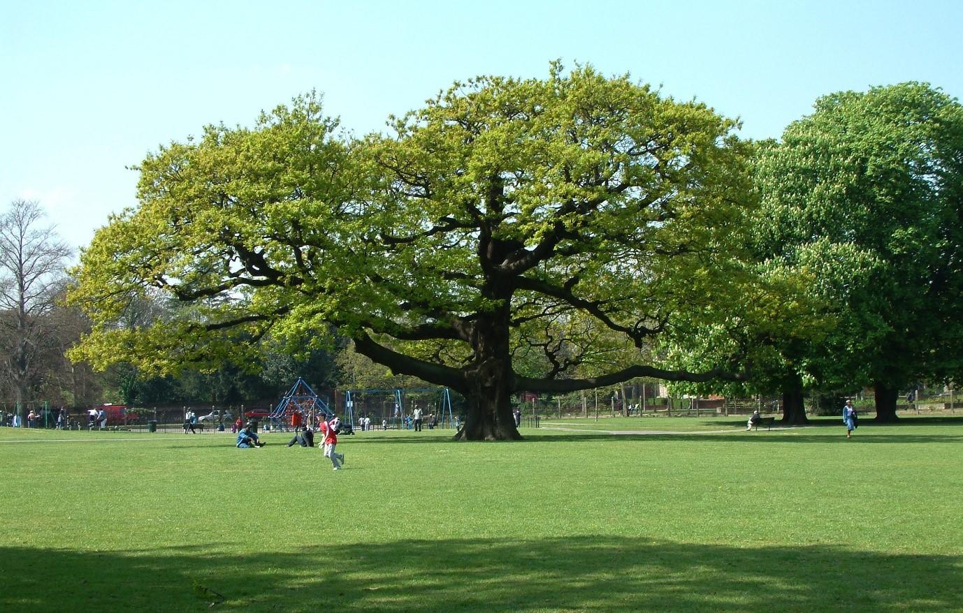 Oak tree in Bruce Castle Park