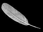 a white feather