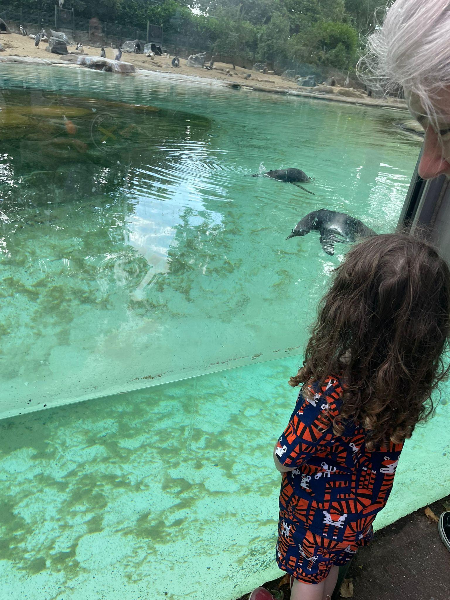 The pic is of a young child watching the penguins relaxing and swimming in their pen at London Zoo.