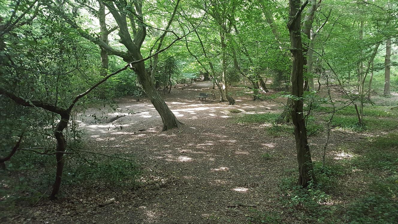 A picture of Queen's Wood