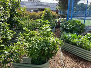 Haringey in Bloom 2023 - school garden