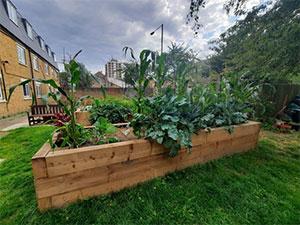 Haringey in Bloom 2023 - veg garden