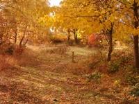 Railway Fields in the autumn